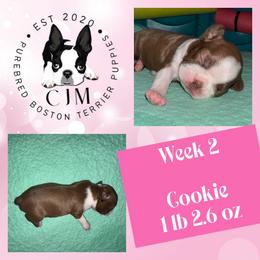 Cookie - Red female Boston Terrier puppy in Jupiter, Florida from CJM Boston and Boxer Puppies