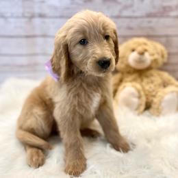 Lavender - Cream female Goldendoodle puppy in The Woodlands, Texas from Gracie's Goldendoodles and Bernedoodles