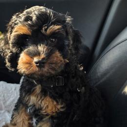 Phantom - Black and tan male Cavapoo puppy in Atkins, Iowa from Huck's Adventures
