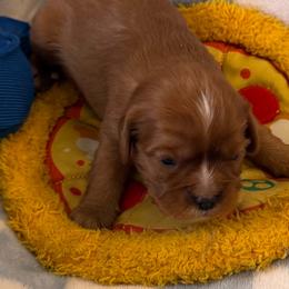 Boy 2 - Ruby male Cavalier King Charles Spaniel puppy in Canyon Lake, Texas from Love Struck Cavaliers