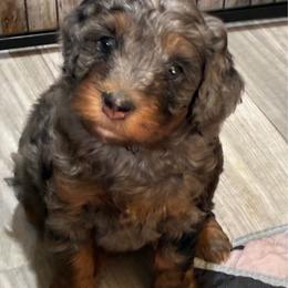 Poppy - Blue merle female Bernedoodle puppy in Millsap, Texas from Gaston’s Posh Poodles and Doodles