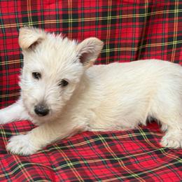 Bella - Wheaten female Scottish Terrier puppy in San Diego (Jamul), California from Lee Valley Scotties
