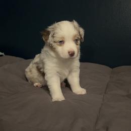 Australian Mountain Doodle and Miniature American Shepherd Puppies from Little Loves Farm