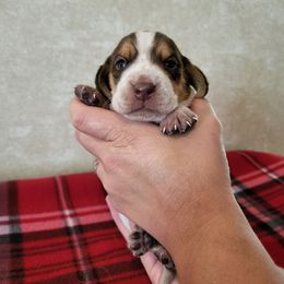 Girl 2- Coco - Brown white and tan female Beagle puppy in Bell, Florida from Pridgeon Kennels