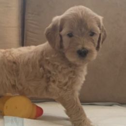 Goldendoodles from Divine Goldendoodles