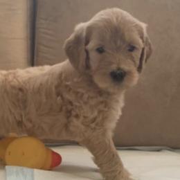 Goldendoodles from Divine Goldendoodles