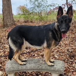 Mick - German Shepherd