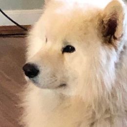 Samoyeds from Cirque D' Samz