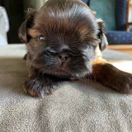Branston - Chocolate male Shih Tzu puppy in Chattanooga, Tennessee from Denise's Shih Tzus