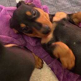 Boy 3 - Dachshund puppy from Lucky Dog Dachshunds