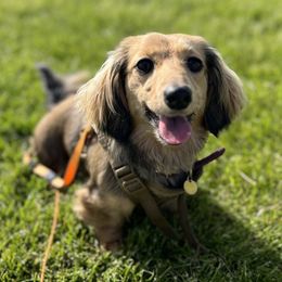 Inga - Dachshund