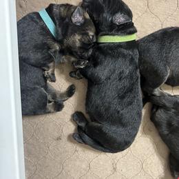 German Shepherd Puppies from FuryHaus German Shepherds