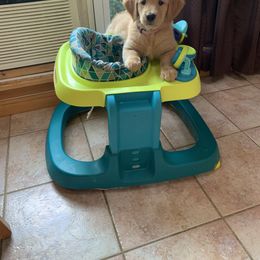 Golden Retriever Puppies from Lake Champlain Goldens