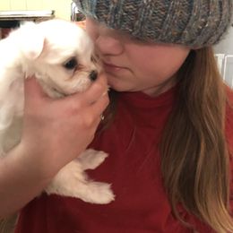 Companion Cross and Havanese Puppies from HannahJoy Hypoallergenic Pups