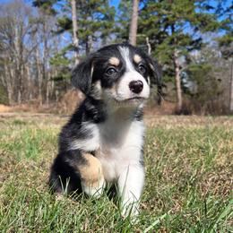 Boy 3 - Tri-color male Border Collie puppy in Piedmont, South Carolina from Soaring Borders Border Collies
