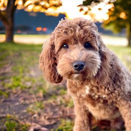 Rhino - Goldendoodle
