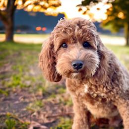 Rhino - Goldendoodle