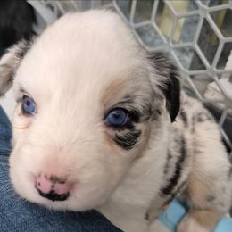 Ivan - Blue merle male Australian Shepherd puppy in Harrodsburg, Kentucky from Triple M Aussies