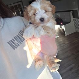 Light Blonde Male - Gold male Yorkshire Terrier puppy in Lakeland, Florida from You Me & The Yorkies