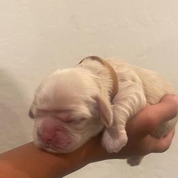 Brown - Buff female Cocker Spaniel puppy in Corcoran, California from Finest cocker spaniel