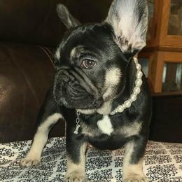 Luna - Black and tan female French Bulldog puppy in Graham, Washington from Kristy's French Bulldogs & Mini Schnauzers