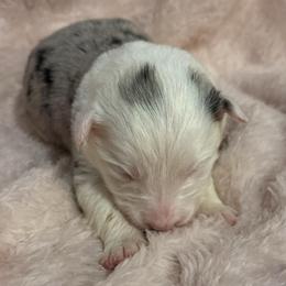 Phoenix - Blue merle female Border Collie puppy in Mckinney, Texas from Border Collies of Ruidoso