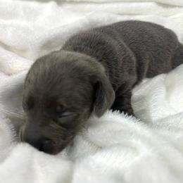 Iris - Gray (blue) female Dachshund puppy in Mesquite, Texas from AB Dachshund
