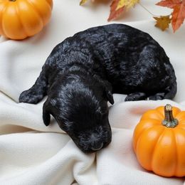 Michael - Black male Cockapoo puppy in Sparta, Missouri from Sis' Doodles & Poodles