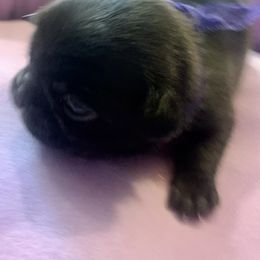 Pug Puppies from The Grumble Pack