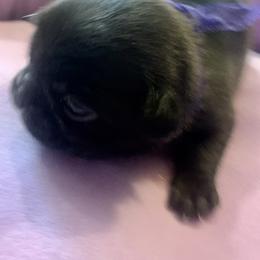Pug Puppies from The Grumble Pack