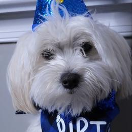 Dallas - Maltese
