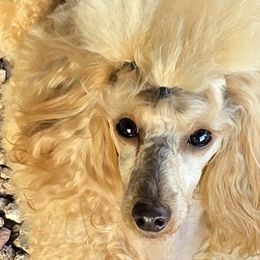 Helene AKC - Poodle