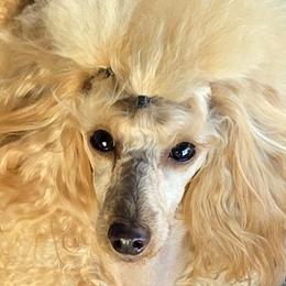 Helene AKC - Poodle
