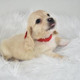 Light cream girl - Cream female Dachshund puppy in Seminary, Mississippi from Down South Mavericks Dachshunds