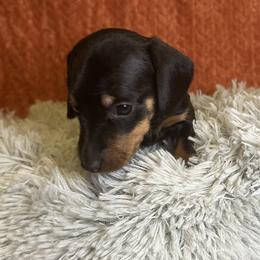 Black and tan male - Black and tan male Dachshund puppy in Huggins, Missouri from RJ's Miniature Dachshunds