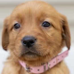 Girl 5 - Dark golden female Golden Retriever puppy in Mayville, Michigan from Redwood Golden Retrievers