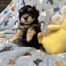 Queen Victoria of A Royal Havanese Court Tori - Black and tan female Havanese puppy in North Richland Hills, Texas from A Royal Havanese Court