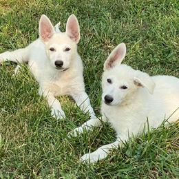 German Shepherds from Kolling Pharm German Shepherds