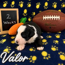 Valor - Black and white male Sheepadoodle puppy in Glen Rose, Texas from Clevenger’s Sheepadoodle Fur Baby Farm