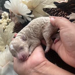 La Bamba - Cream male Poodle puppy in Hemet, California from Vallevistadoodles