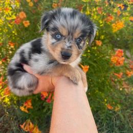 Angel - female Miniature Australian Shepherd puppy in Godley, Texas from Bradley Kennels