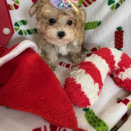 Bella Marie - female Morkie puppy in Silverhill, Alabama from Malteseuluv’s Tiny Treasurers