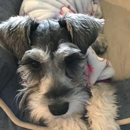 Daphne - Miniature Schnauzer