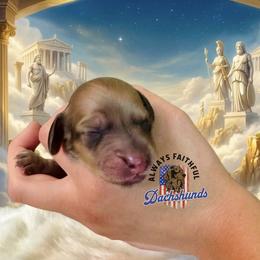 Eros - Cream male Dachshund puppy in Waverly, Ohio from Always Faithful Dachshunds