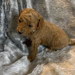 Rosie - Red  female Goldendoodle puppy in Haddam, Kansas from Golden B Acres