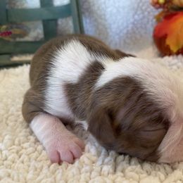 Girl 3 - Boston Terrier puppy in George West, Texas from Duke of Earl’s Boston Terriers