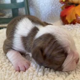 Girl 3 - Boston Terrier puppy in George West, Texas from Duke of Earl’s Boston Terriers