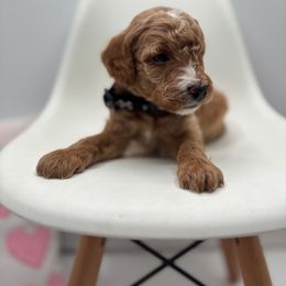 Billy - Red  male Goldendoodle puppy in Creston, Ohio from Mini Doodles Dandy