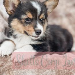 Pembroke Welsh Corgi Puppies from Shells’ Corgis