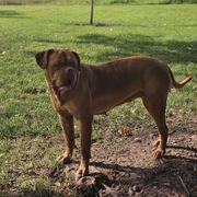 Lu - Dogue de Bordeaux